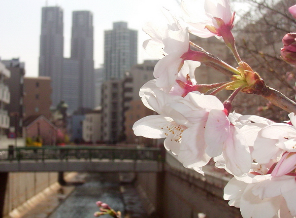 桜（バックは都庁）